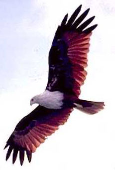 Bramany Kite