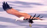 Bramany Kite