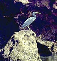 Pacific Reef Egret 
